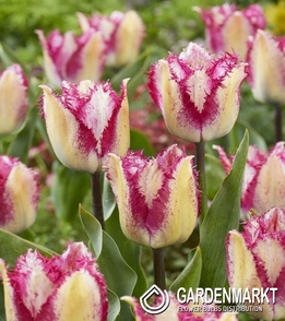 Tulip Yasmine 5 pcs