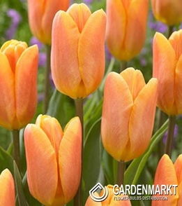 Tulip Triumph Bellville 5 pcs