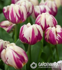 Tulip Triumph HJappy Feet 5 pcs