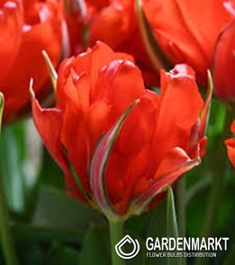 Tulip Love Valley 5 pcs