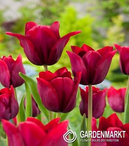Tulip Merlot 5 pcs
