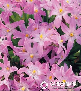 Chionodoxa Luciliae - Śnieżnik Lśniący Violet Beauty 10 pcs