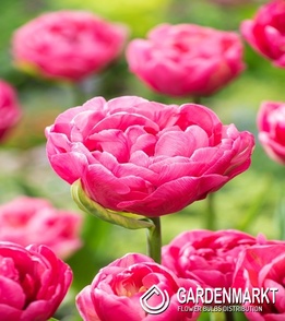 Tulip Triumph Synaeda-Blue 5 pcs
