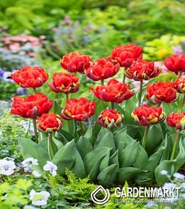 Tulip Triumph Synaeda-Blue 5 pcs