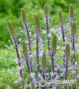 Scilla Sibirica White 5 pcs