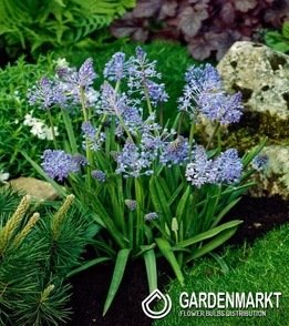 Scilla Sibirica White 5 pcs