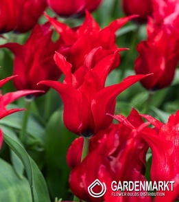 Tulip Triumph Synaeda-Blue 5 pcs