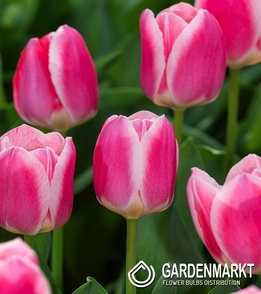 Tulip Triumph Synaeda-Blue 5 pcs