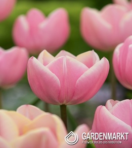 Tulip Triumph Synaeda-Blue 5 pcs