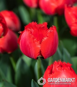 Tulip Triumph Synaeda-Blue 5 pcs