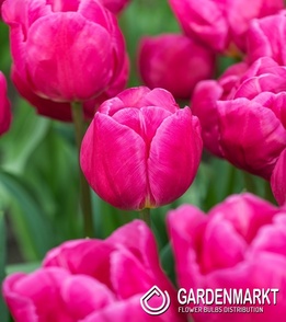 Tulip Triumph Synaeda-Blue 5 pcs