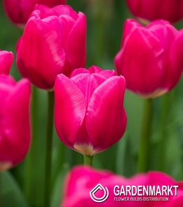 Tulip Triumph Synaeda-Blue 5 pcs