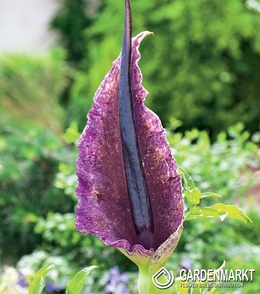Dragon Arum 1 pcs