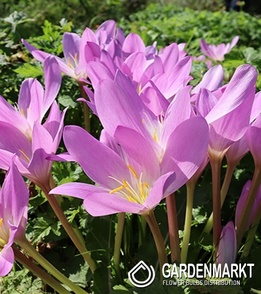 Colchicum Atumnale Album 1 pcs