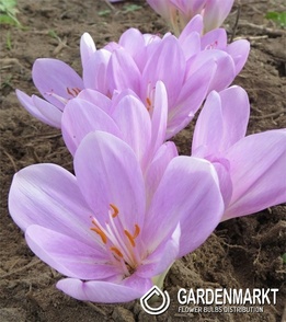 Colchicum Atumnale Album 1 pcs