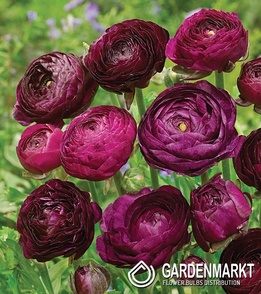 Ranunculus Red 5 pcs