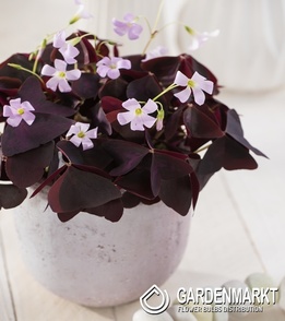 Oxalis Double Trouble 3 pcs