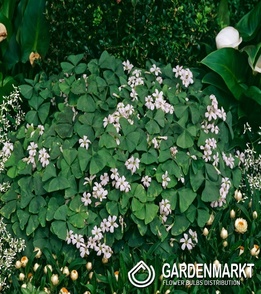 Oxalis Double Trouble 3 pcs