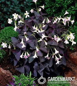 Oxalis Double Trouble 3 pcs