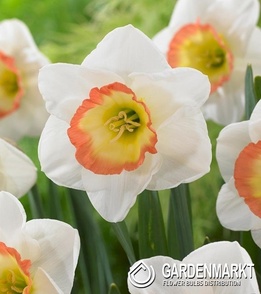 Narcissus Bright Corsage 5 pcs