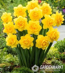 Narcissus Bright Corsage 5 pcs