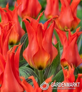 Tulip Fostera Flaming Purissima 5 pcs