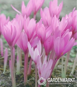 Colchicum Atumnale Album 1 pcs