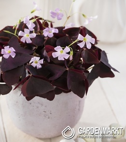 Oxalis Double Trouble 3 pcs