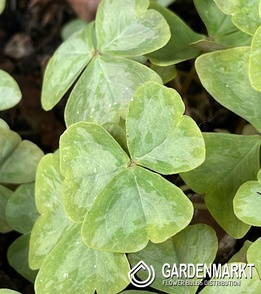 Oxalis Double Trouble 3 pcs