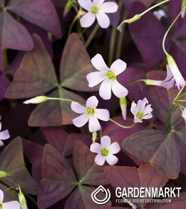 Oxalis Double Trouble 3 pcs