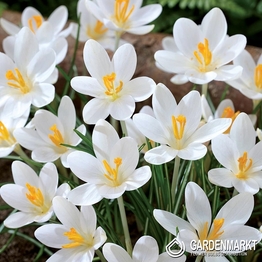 Spring Crocus Barr's Purple 10 pcs