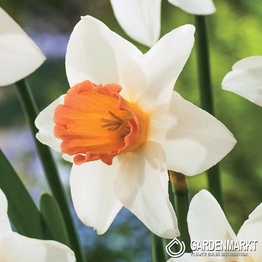 Narcissus Kedron 5 pcs