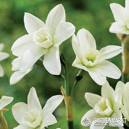 Narcissus Kedron 5 pcs