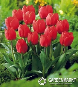 Tulip Fostera Flaming Purissima 5 pcs