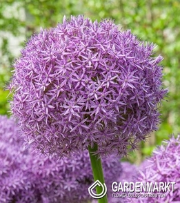 Allium - Czosnek Miami 5 pcs
