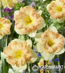 Narcissus Red Devon 5 pcs