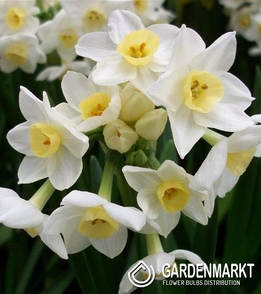 Narcissus Tete Deluxe 5 pcs