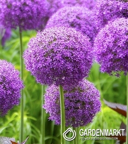 Allium - Czosnek Miami 5 pcs
