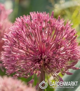 Allium - Czosnek Miami 5 pcs