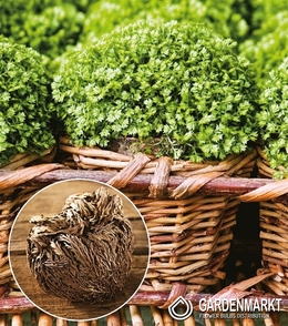 Selaginella Rose Jerycho 1 pcs