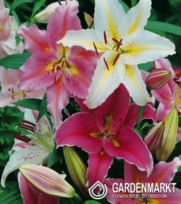 Oriental Pot Lily Mix 5 pcs