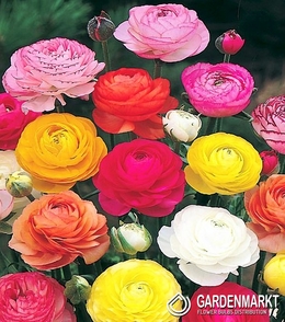 Ranunculus Mixed 15 pcs