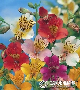 Alstroemeria Mixed 5 pcs