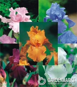 Iris Germanica Pack "1" I Size