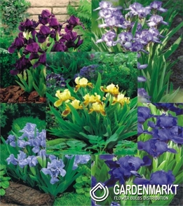 Pumilla Iris Pack I Size
